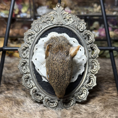 mummified squirrel head vintage plaque