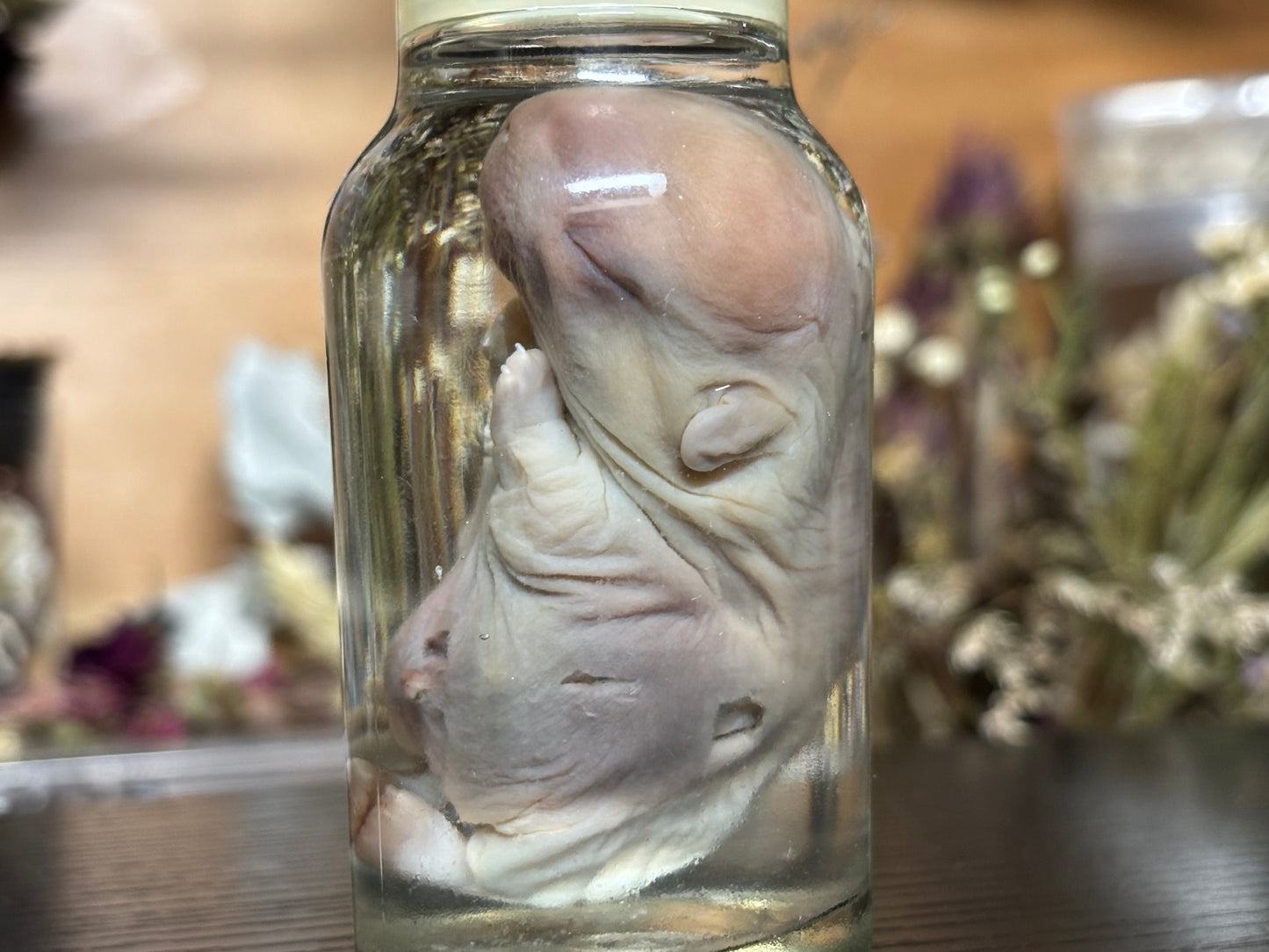 deformed newborn rabbit (spice jar) wet specimens