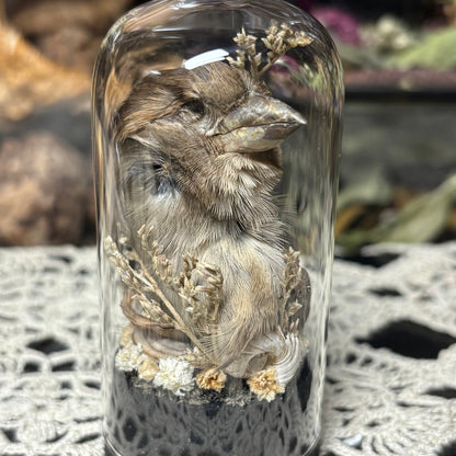 house sparrow head dome