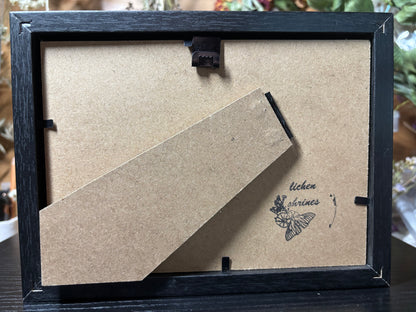 brown cockroach frame
