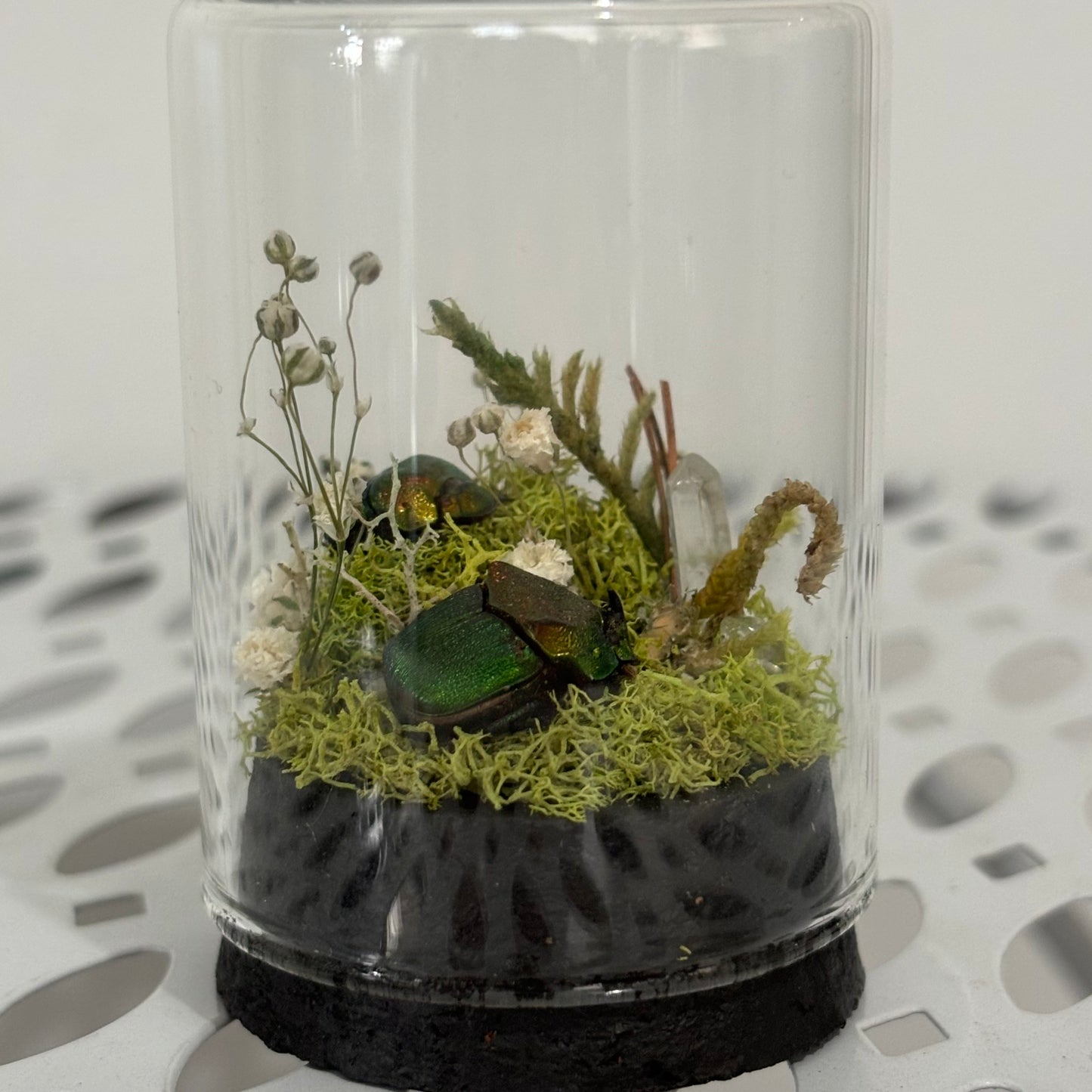 Dung Beetle Pair Display in Jar