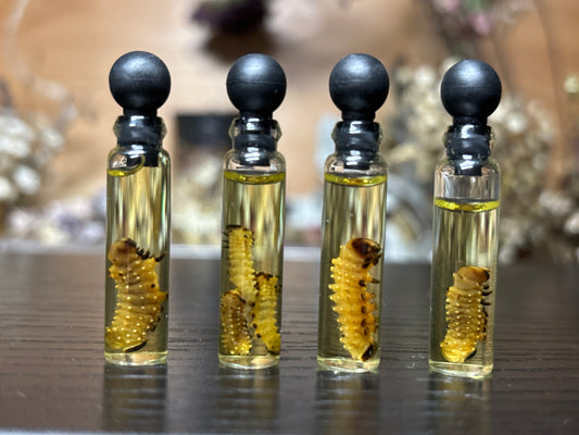 luna moth caterpillar wet specimens