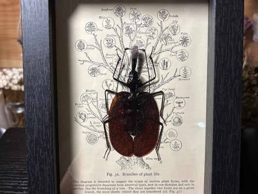 violin beetle frame