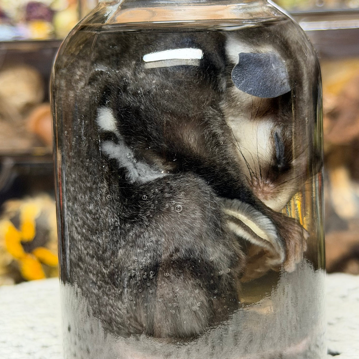 sugar glider wet specimen