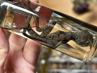 baby brown basilisk wet specimen