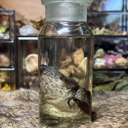 small bullfrog wet specimen