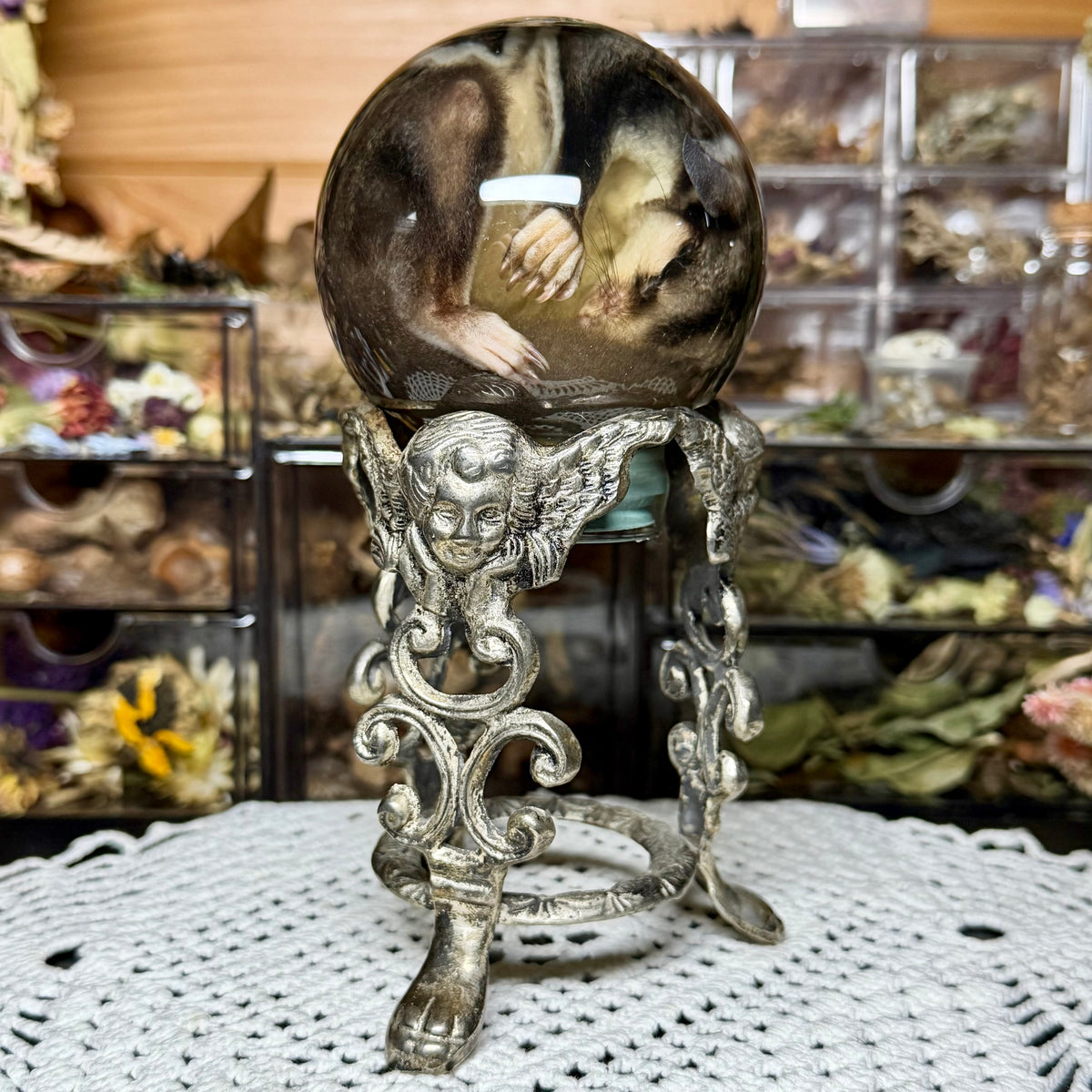 sugar glider globe wet specimen