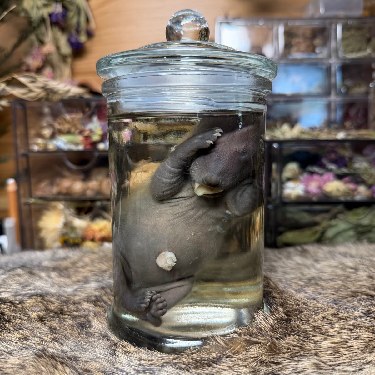 full term raccoon wet specimen