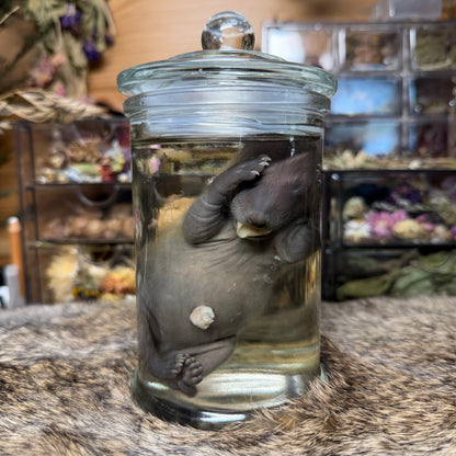 full term raccoon wet specimen
