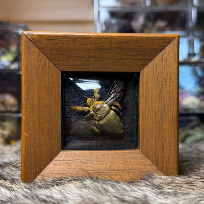 ‘yellow & gold’ carpenter bee mini vintage frame