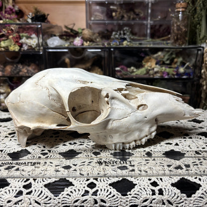 yearling doe skull top