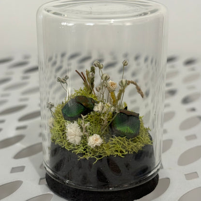 Dung Beetle Pair Display in Jar