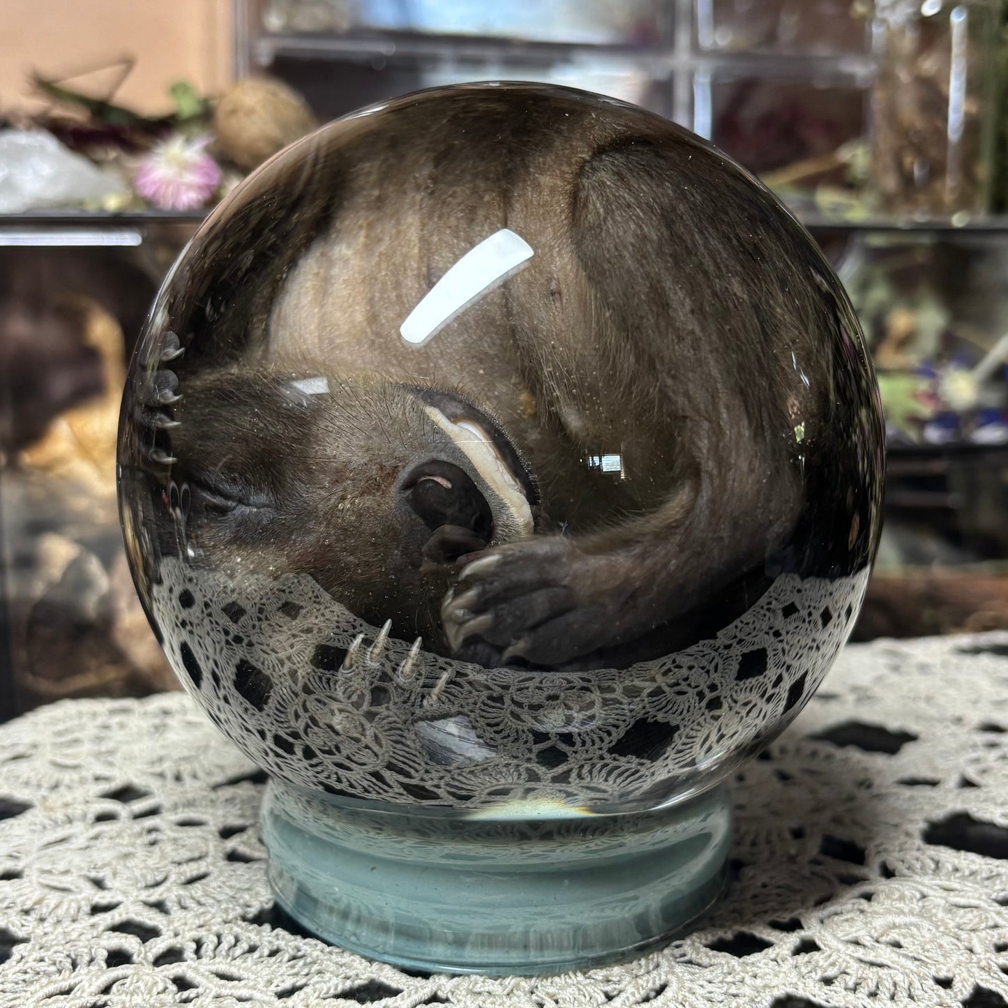 fuzzy baby raccoon globe wet specimen
