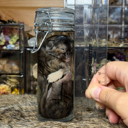 pathological kitten wet specimen