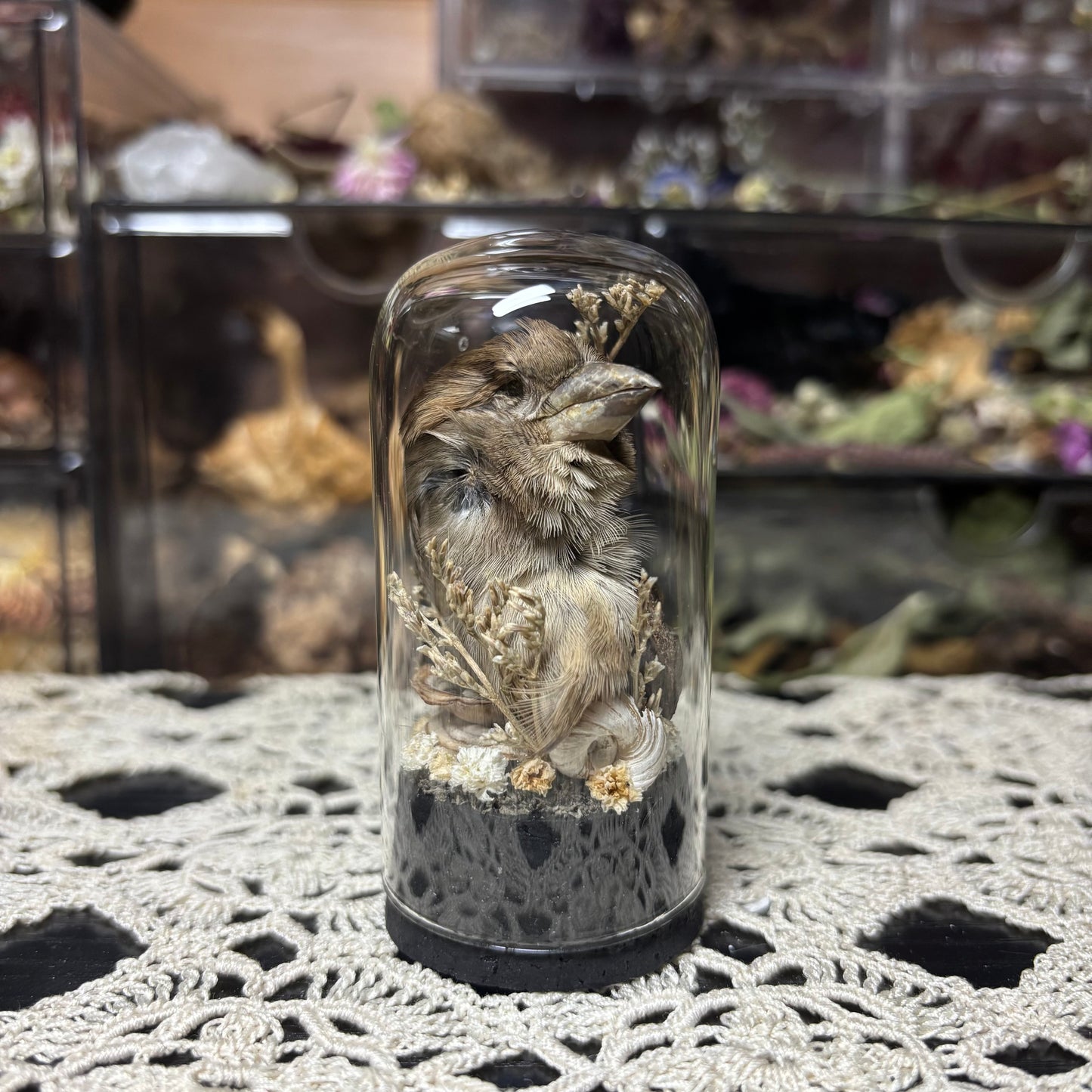 house sparrow head dome