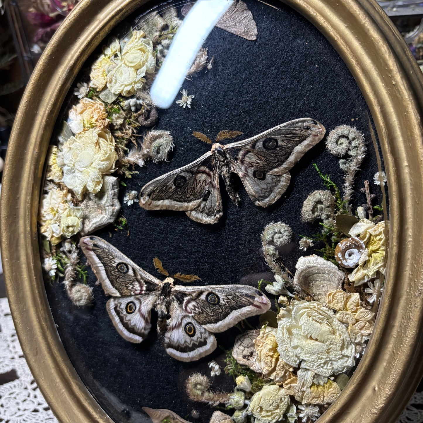 pair of b&w saturn moths vintage frame