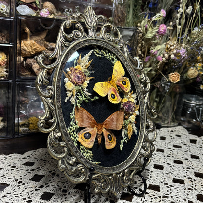 pair of io moths vintage frame