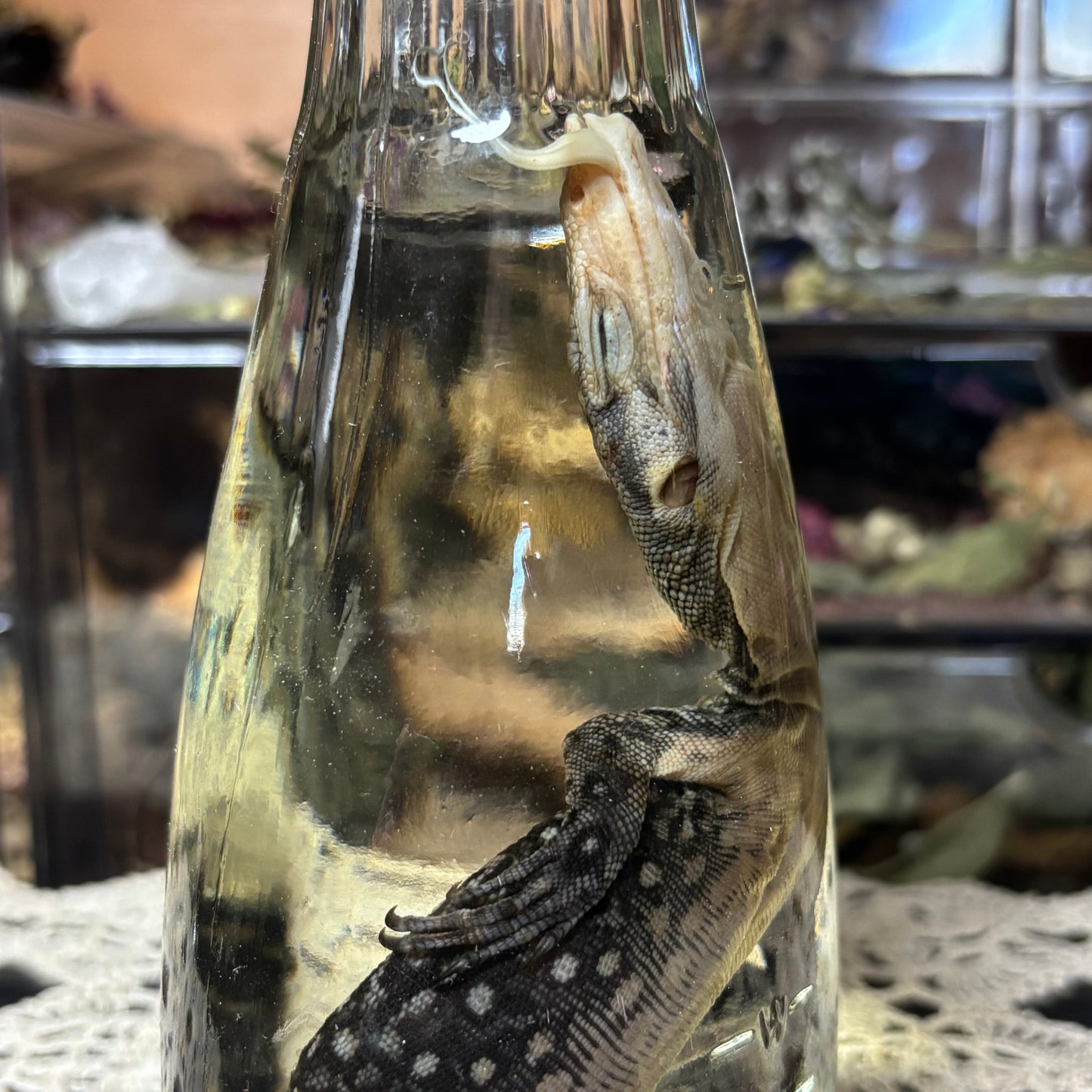 baby monitor lizard wet specimen