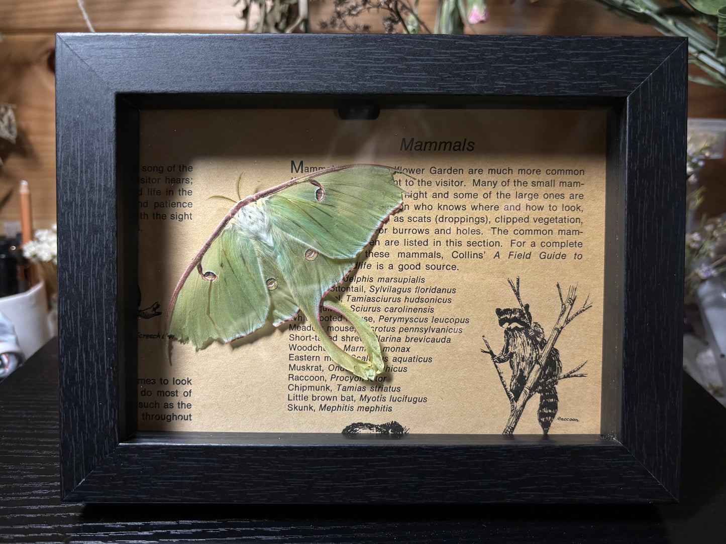 ‘25 spring luna moth frame