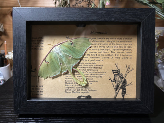 ‘25 spring luna moth frame