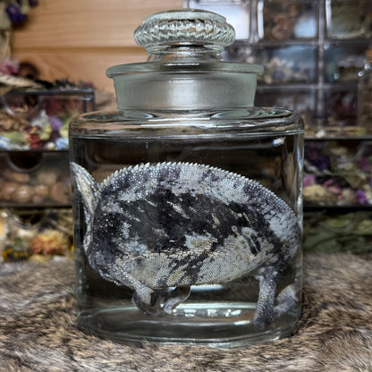 adult male veiled chameleon wet specimen