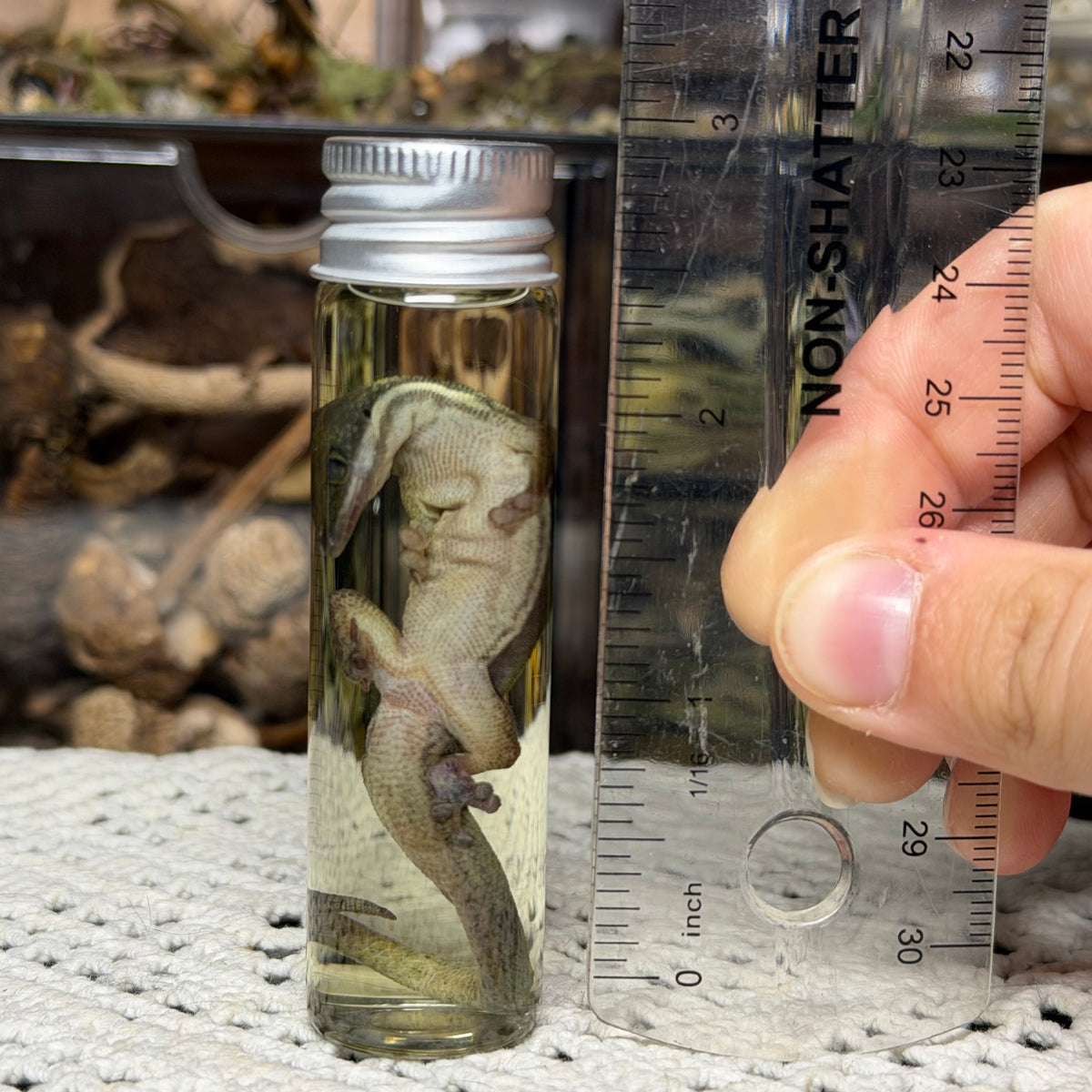 little day gecko wet specimen
