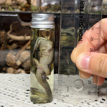little day gecko wet specimen