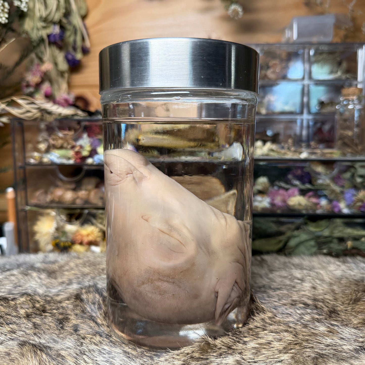salvaged fetal goat head wet specimen