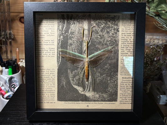 asian green mantis frame