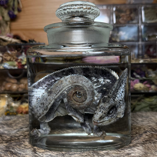 adult male veiled chameleon wet specimen