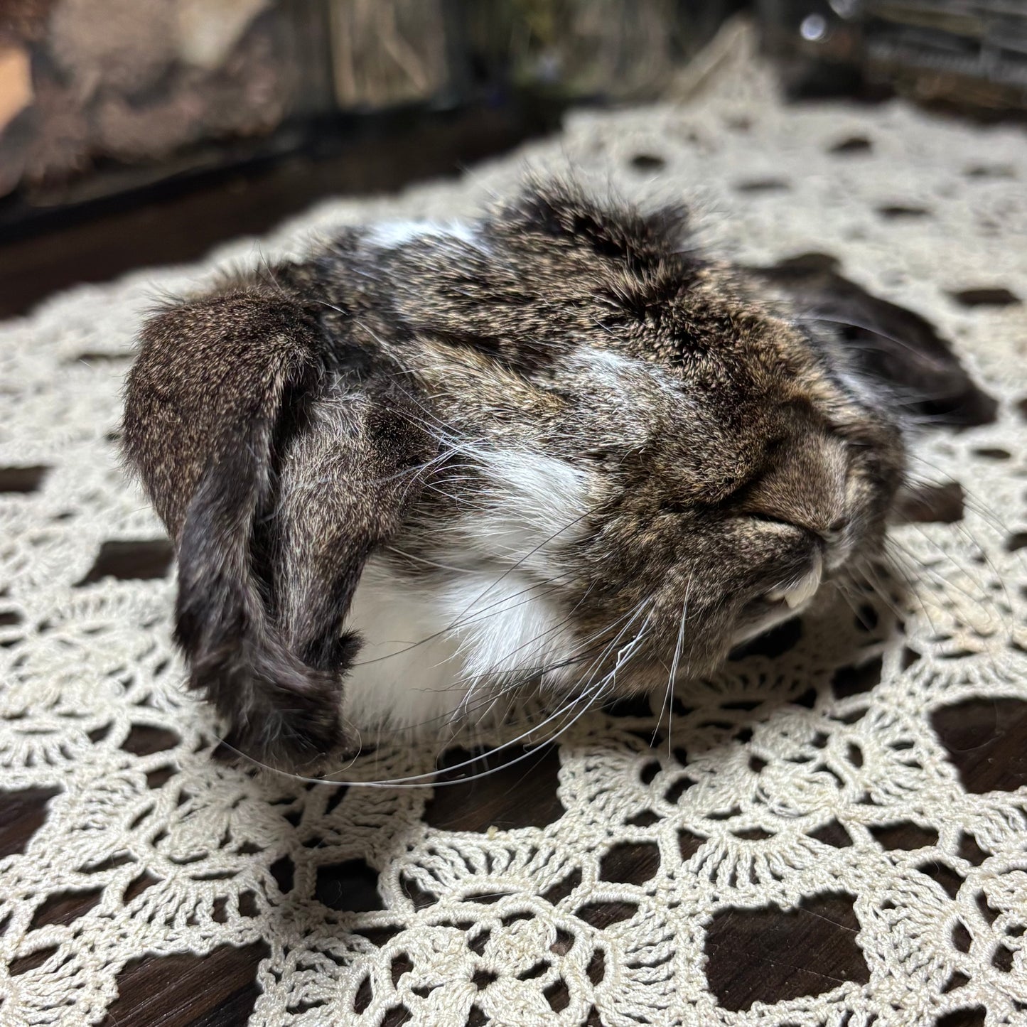 mummified domestic rabbit heads
