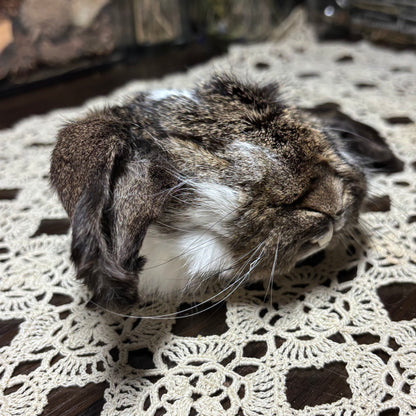mummified domestic rabbit heads