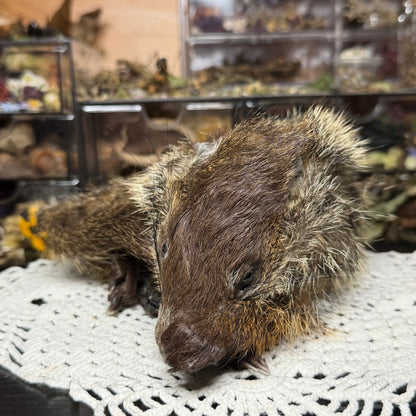 mummified baby groundhog (imperfect)