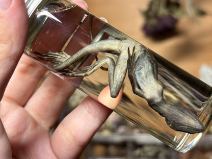 baby brown basilisk wet specimen