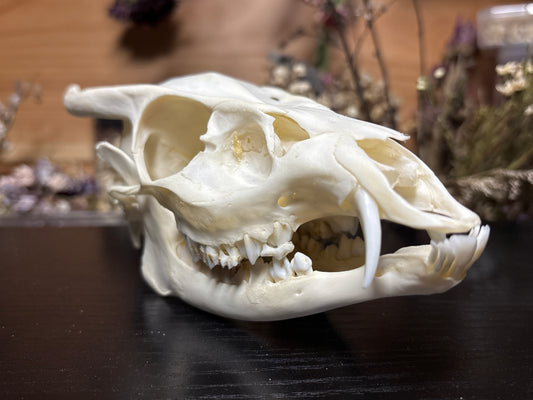 yearling muntjac skull