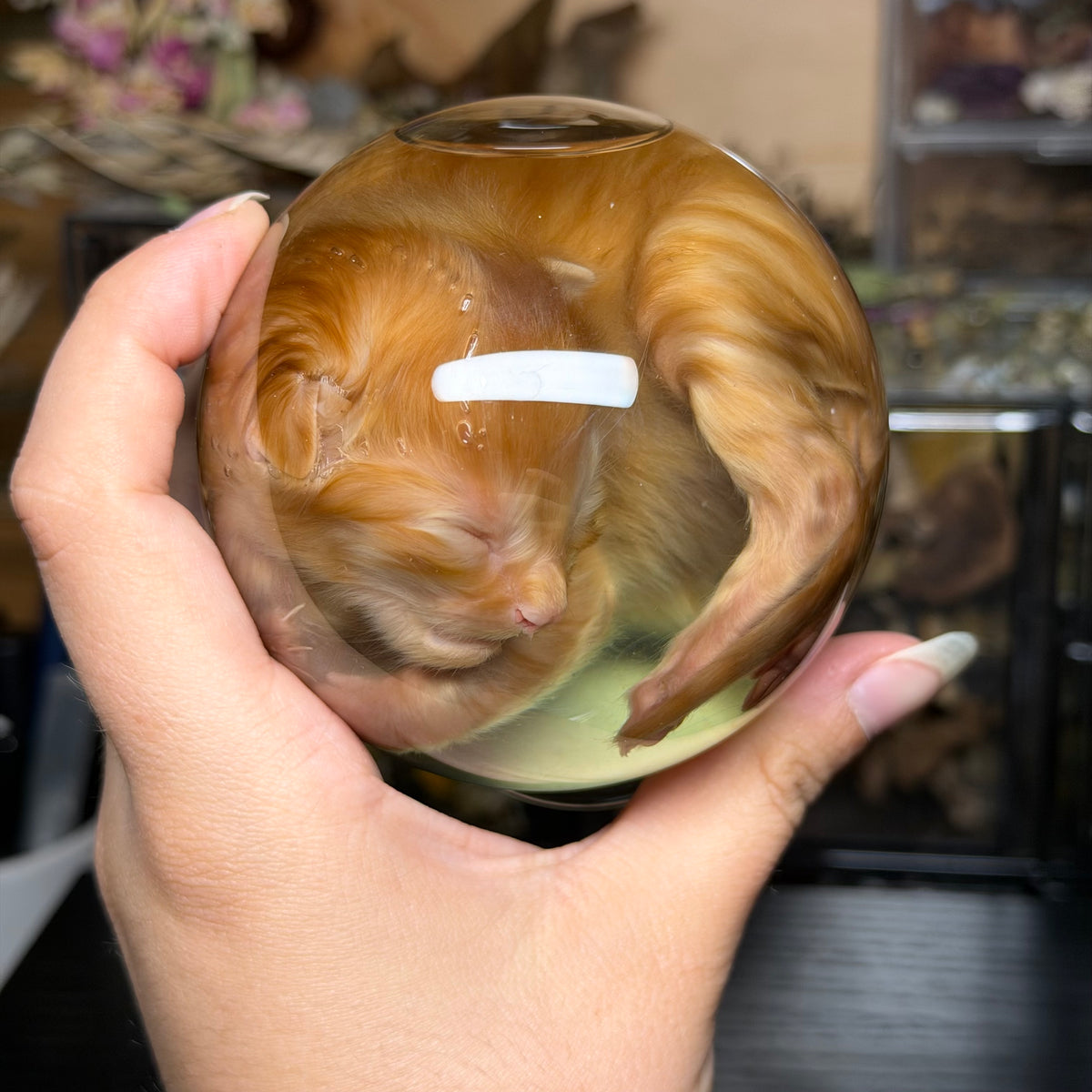 orange tabby kitten globe wet specimen