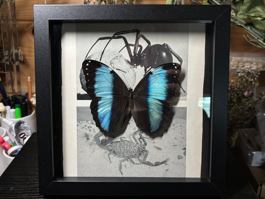 banded blue morpho frame