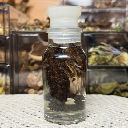 lizard spice jar wet specimens