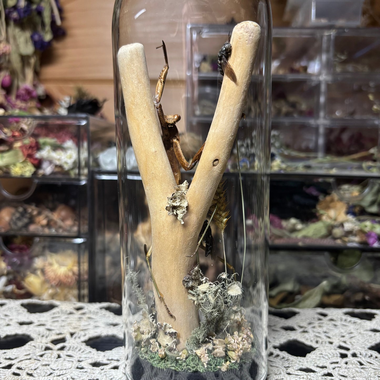 adult chinese praying mantis dome shrine