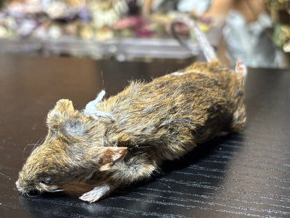 mummified brindle adult fancy mouse