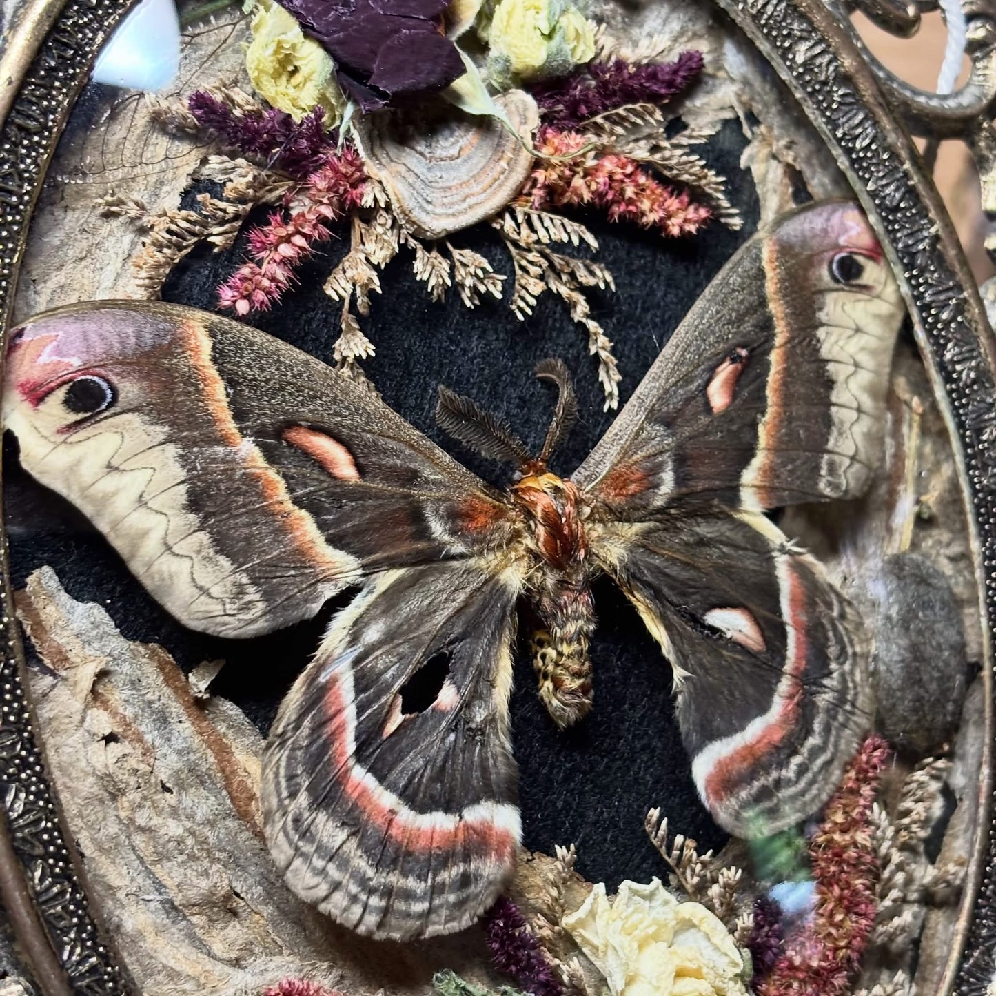 cecropia moth vintage frame