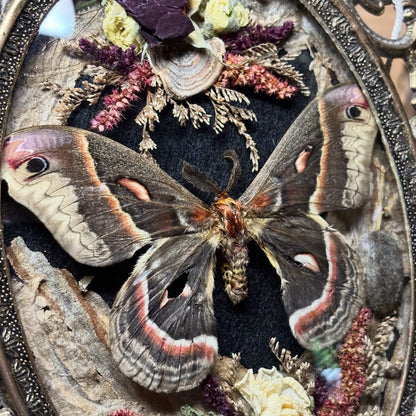cecropia moth vintage frame