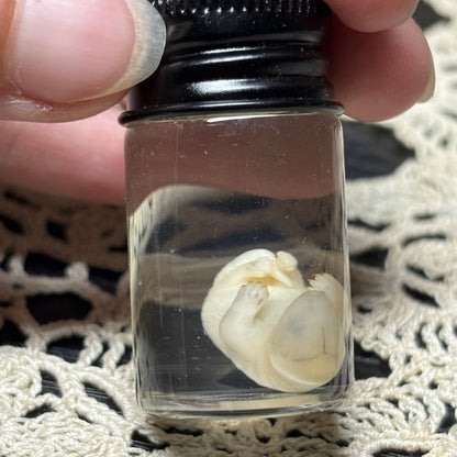 “lima bean” opossum joey wet specimen