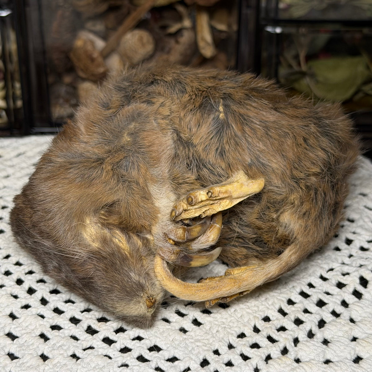 mummified adult pocket gopher (imperfect)