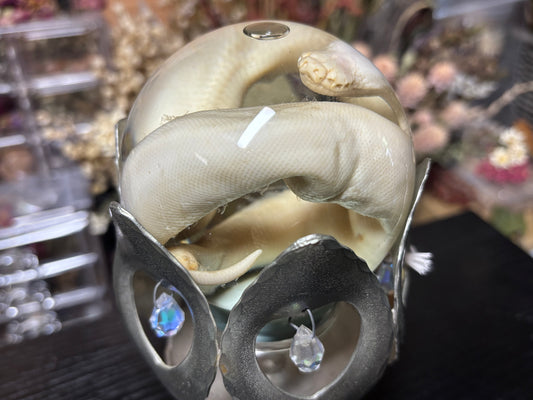 stillborn deformed ball python in globe wet specimen