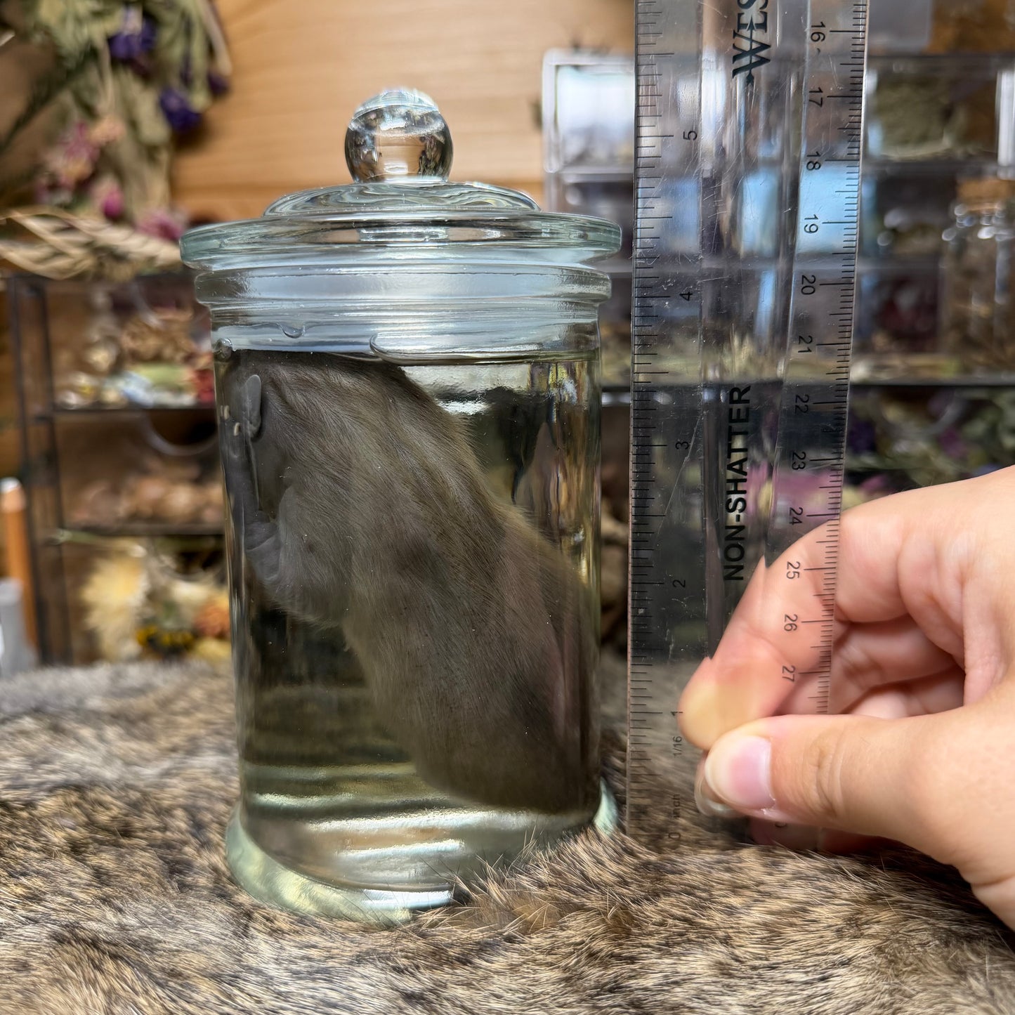 full term raccoon wet specimen
