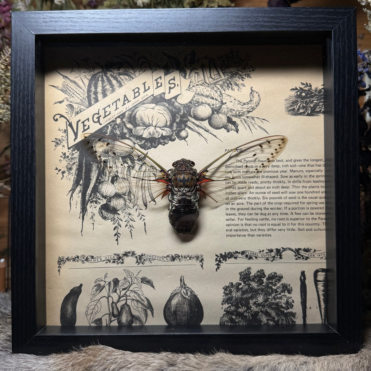 9x9 1930s gardener’s catalogue insect frames