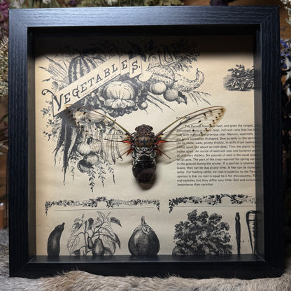 9x9 1930s gardener’s catalogue insect frames