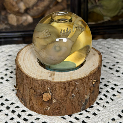 bald opossum joey mini globe wet specimen