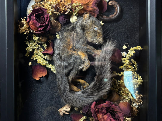 baby melanistic squirrel shrine frame